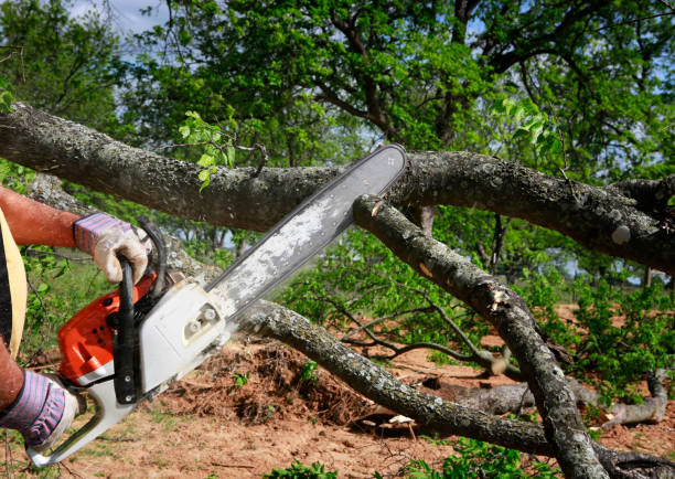 How Our Tree Care Process Works  in  Eastover, NC